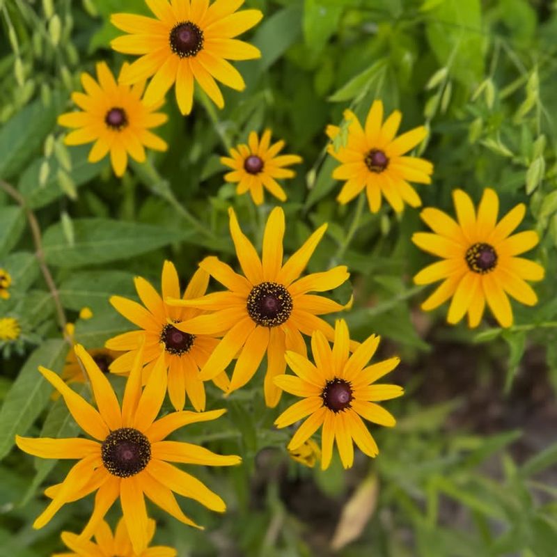 Black-Eyed Susan Black-Eyed Susan