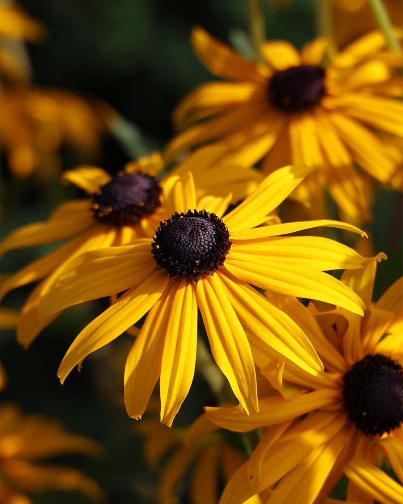 Black-Eyed Susan 