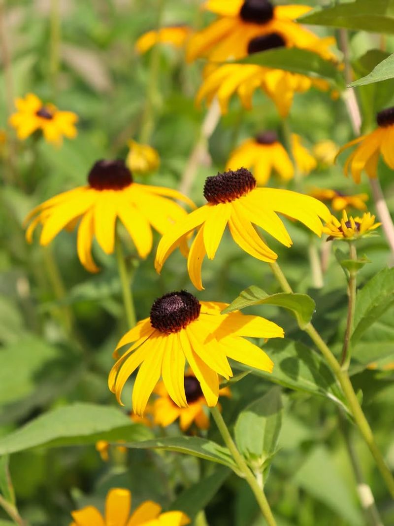 Black-Eyed Susan Black-Eyed Susan