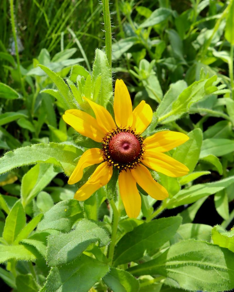 Black Eyed Susan Adds Bright Summer Color Black Eyed Susan Adds Bright Summer Color