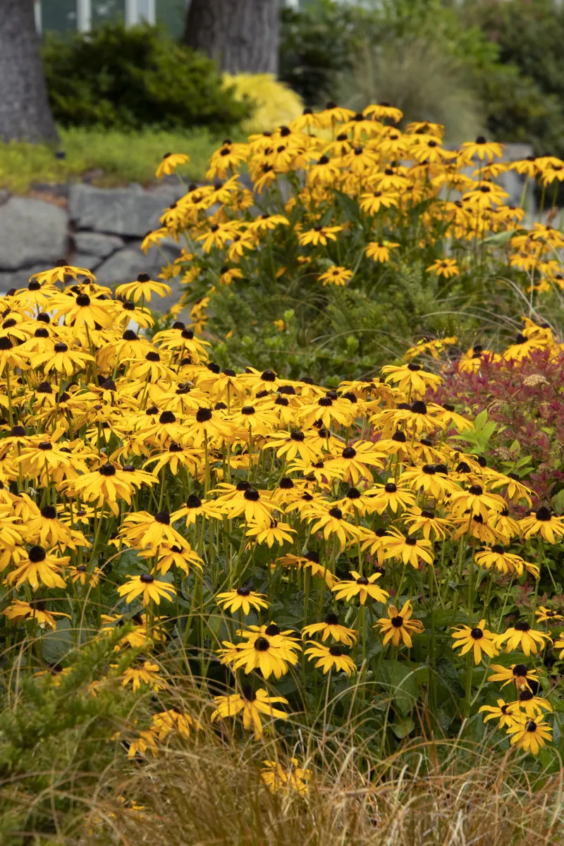 Black-Eyed Susan Adds Color Without Dense Cover Black-Eyed Susan Adds Color Without Dense Cover