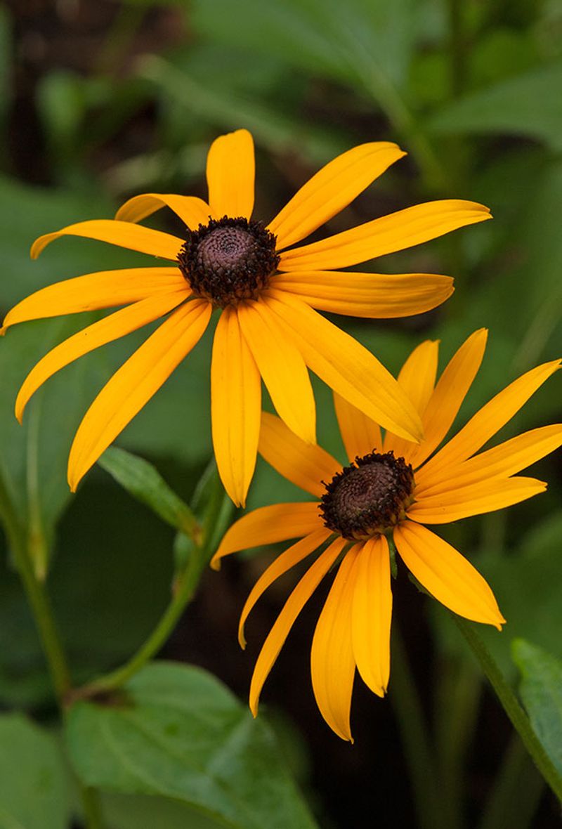 Black-Eyed Susan Blooms Into Fall
