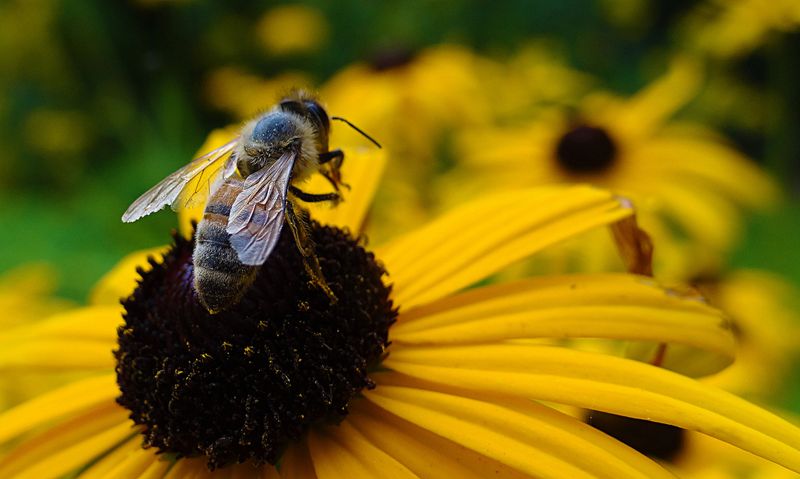 Black-Eyed Susan Brings Bees Back Every Summer