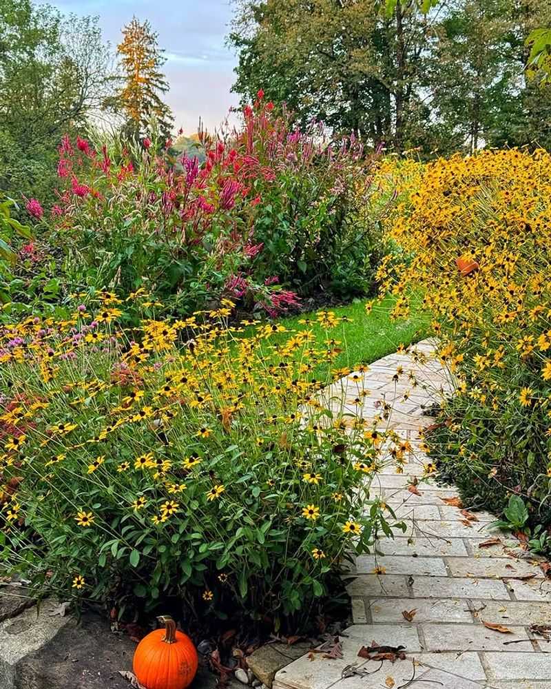 Black-Eyed Susan Delivers Months Of Color While Hostas Finish Their Flower Show Early