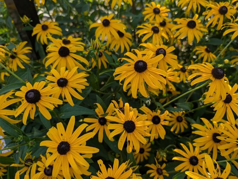Black-Eyed Susan Draws Summer Pollinators Black-Eyed Susan Draws Summer Pollinators