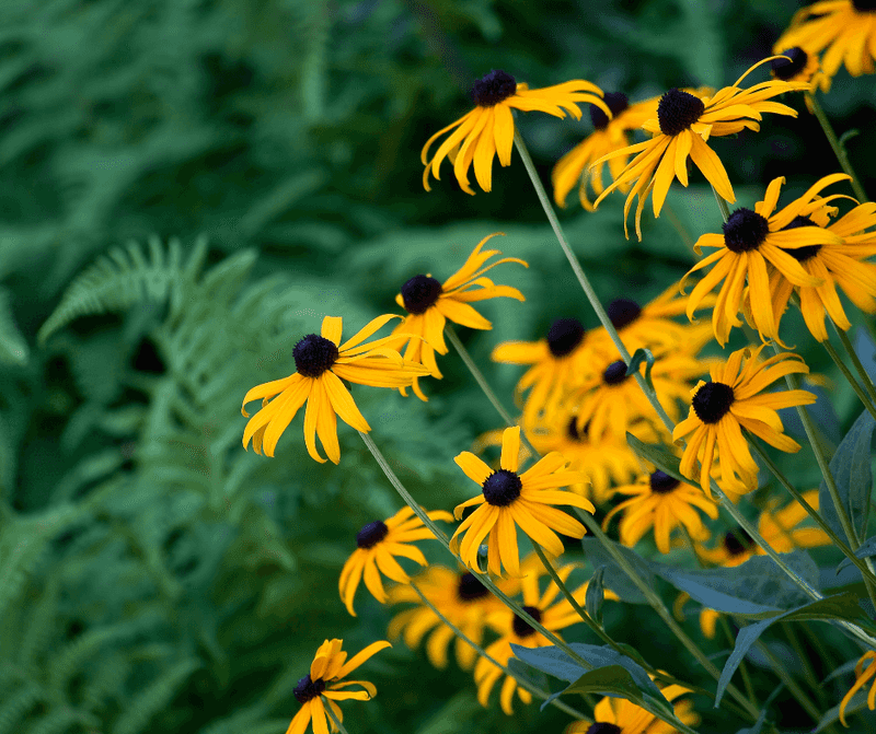 Black-Eyed Susan Feeds The Fall Garden Black-Eyed Susan Feeds The Fall Garden
