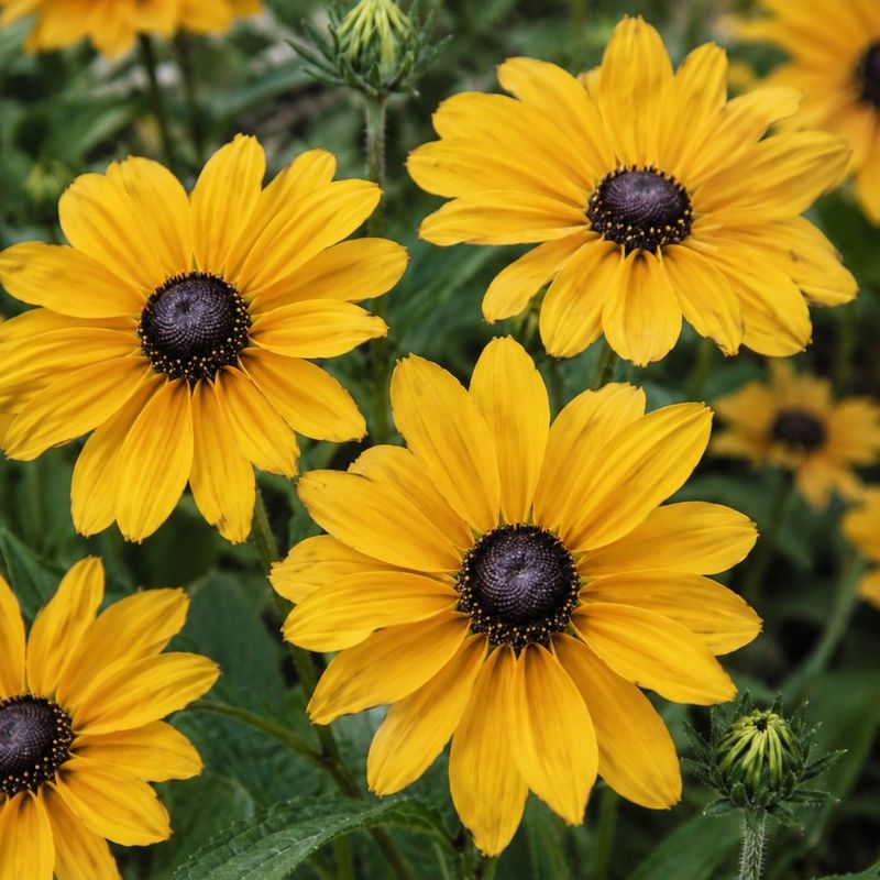Black-Eyed Susan Gives Cheap Color In Big Drifts Black-Eyed Susan Gives Cheap Color In Big Drifts