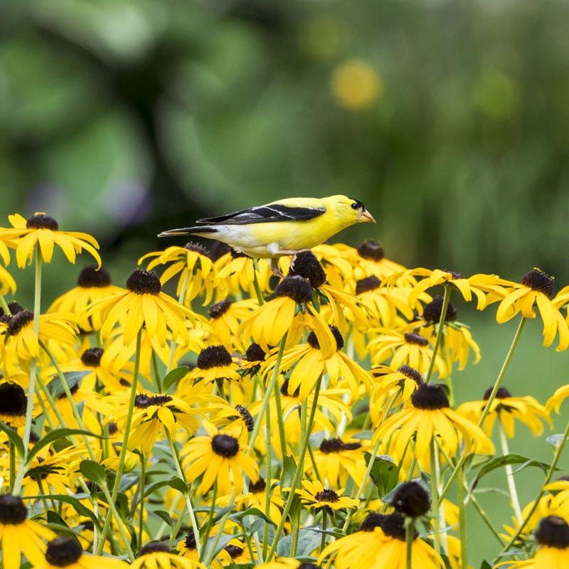 Black-Eyed Susan Holds Summer Seed Heads Black-Eyed Susan Holds Summer Seed Heads