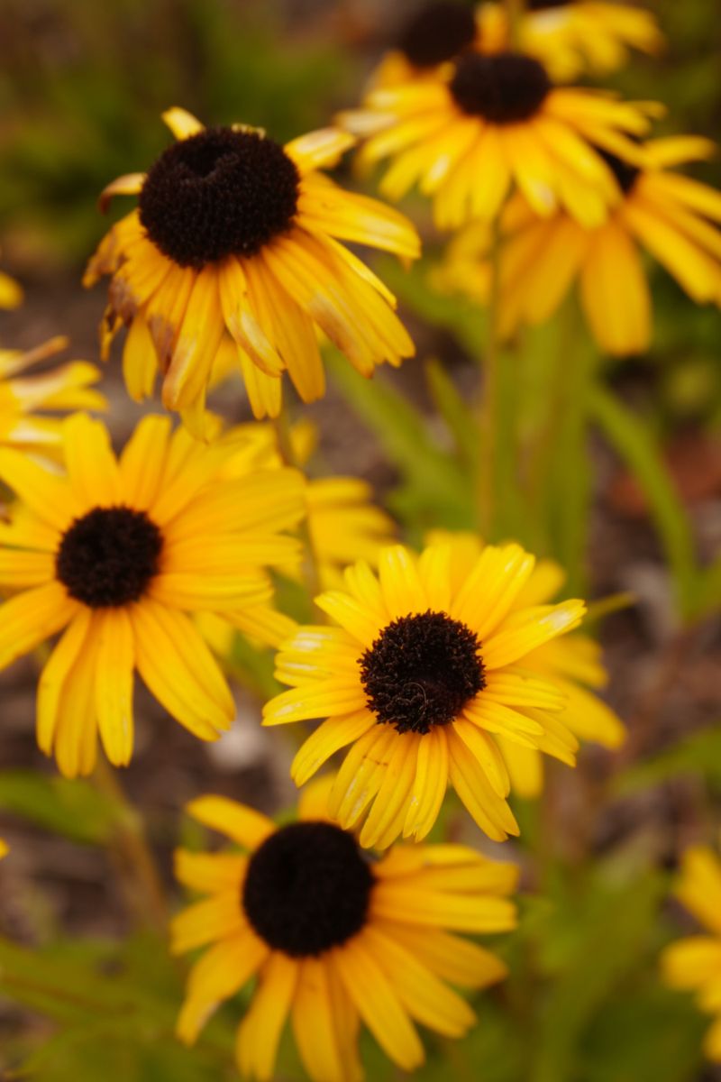 Black-Eyed Susan Keeps Blooming Through Virginia's Driest Summers Black-Eyed Susan Keeps Blooming Through Virginia's Driest Summers