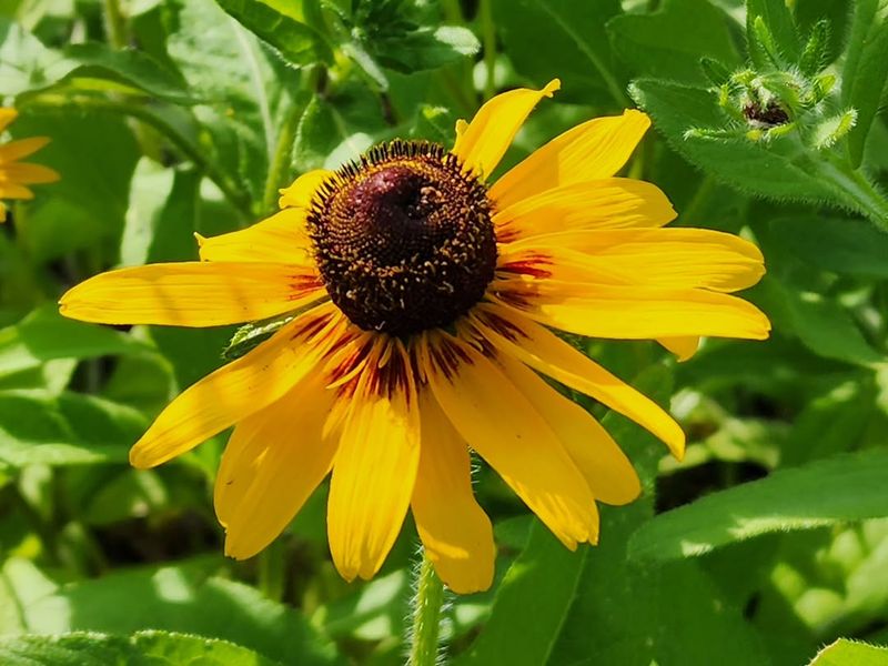 Black Eyed Susan Keeps Flowering Through Summer