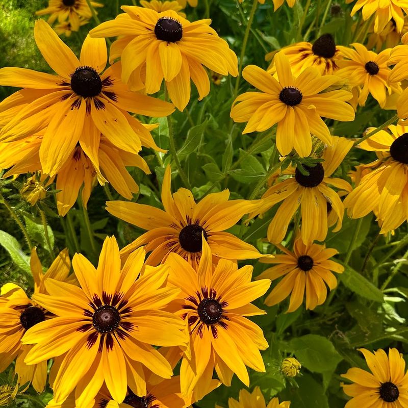 Black-Eyed Susan Makes Late Beds Look Full Black-Eyed Susan Makes Late Beds Look Full