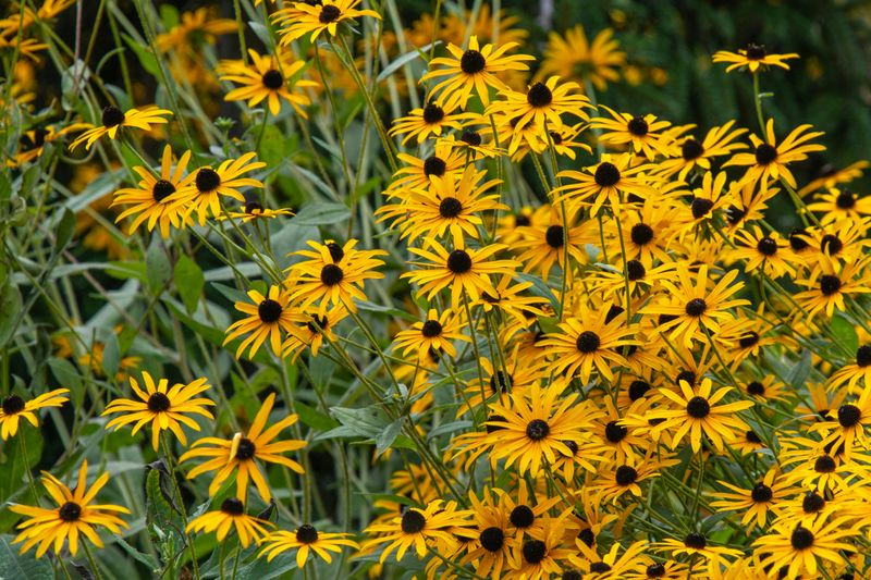 Black-Eyed Susan (Rudbeckia Hirta)