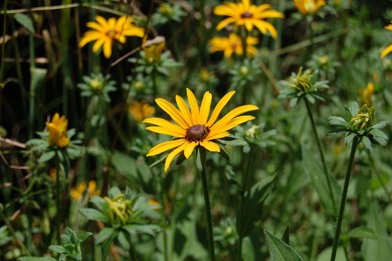 Black-Eyed Susan (Rudbeckia Hirta)