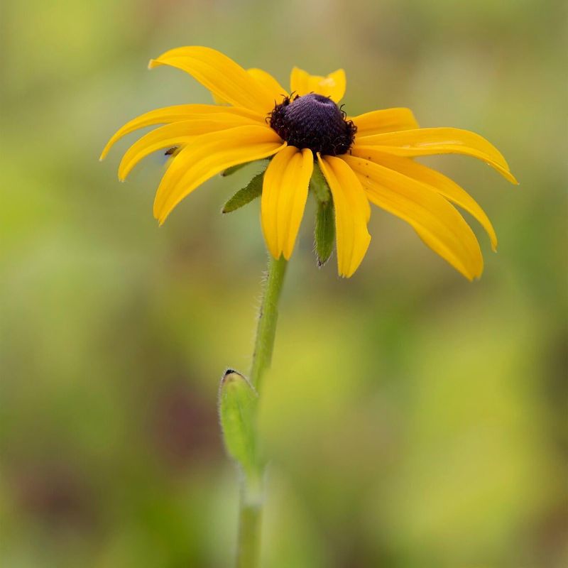 Black-Eyed Susan (Rudbeckia Hirta) Black-Eyed Susan (Rudbeckia Hirta)