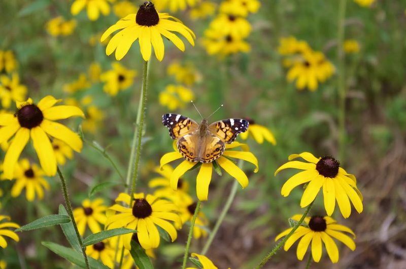 Black-Eyed Susan (Rudbeckia Hirta)