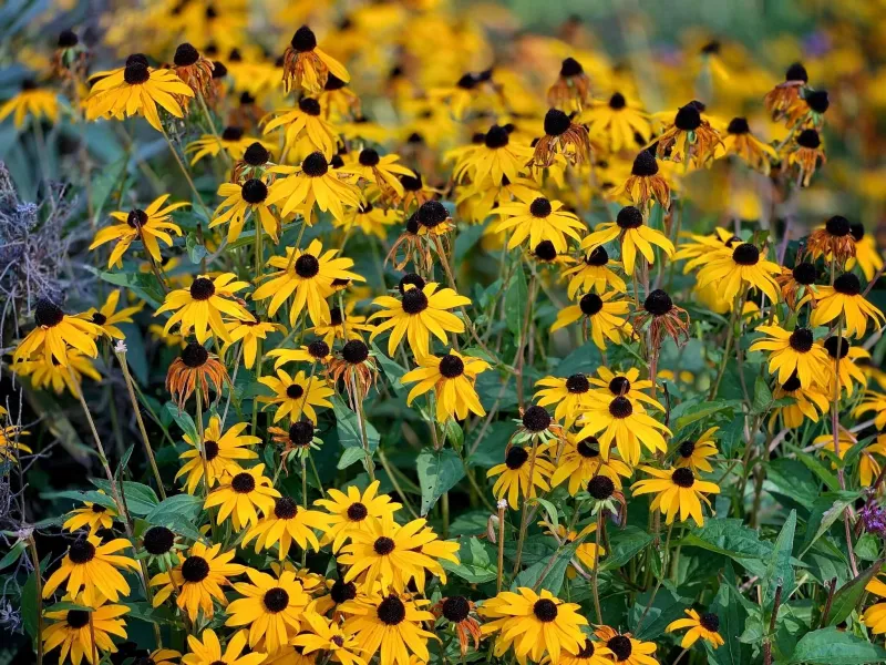 Black-Eyed Susan (Rudbeckia Hirta)