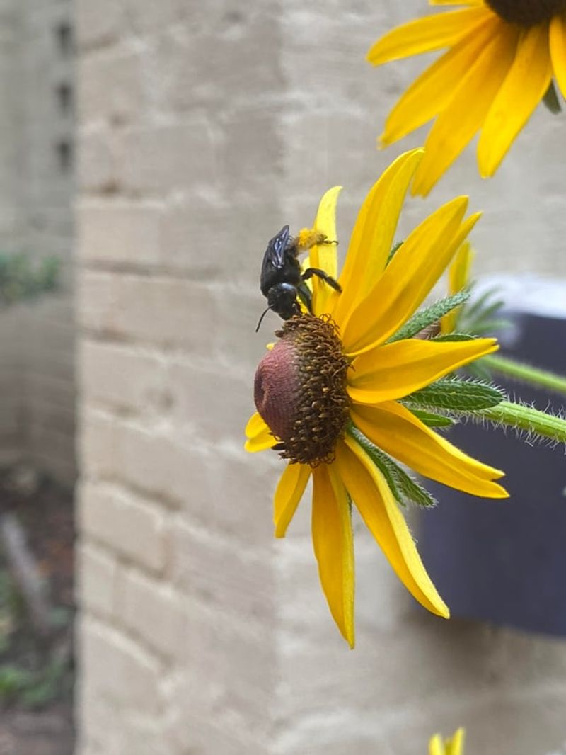 Black-Eyed Susan Supports Busy Borders