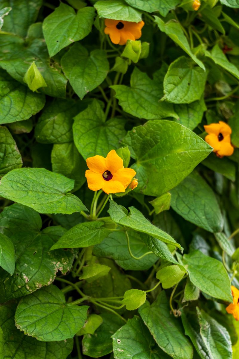 Black-Eyed Susan Vine Black-Eyed Susan Vine