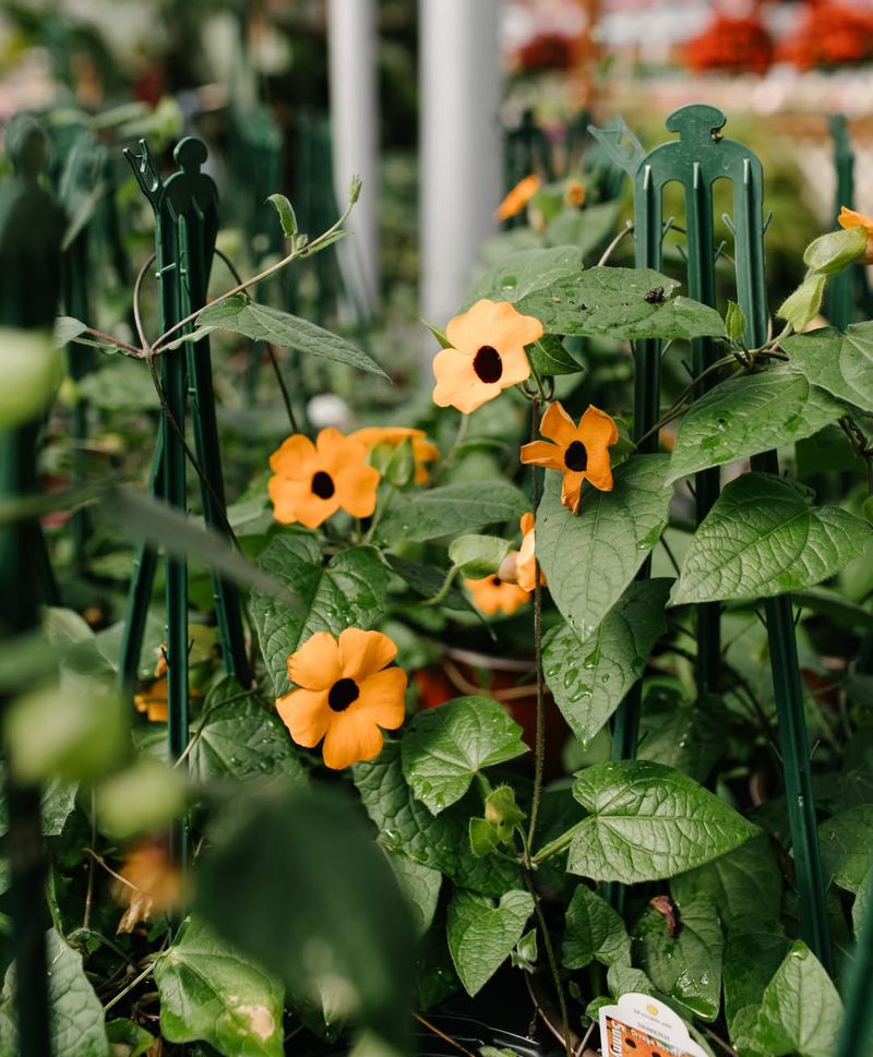 Black-Eyed Susan Vine Keeps The Display Going Through Summer Black-Eyed Susan Vine Keeps The Display Going Through Summer