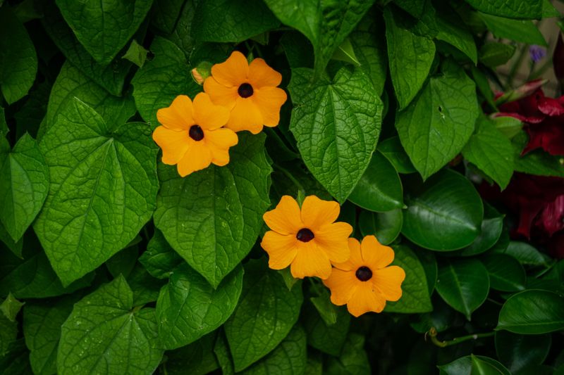 Black-Eyed Susan Vine