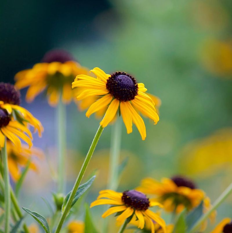 Black-Eyed Susans Add Golden Color Through Heat