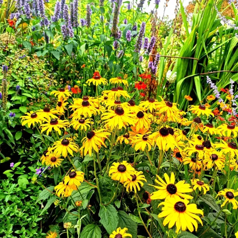 Black-Eyed Susans Bring Dahlia-Like Cheer For Less Effort
