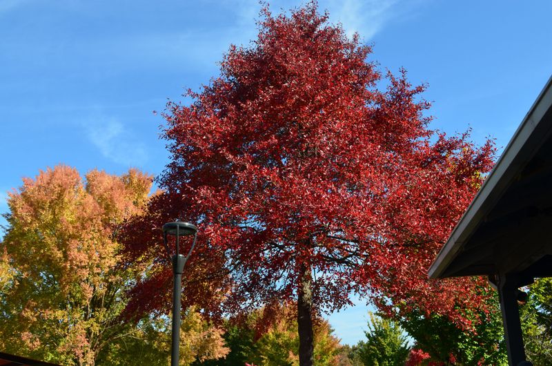 Black Gum Adds Strong Structure, Fall Color, And Bird Food Black Gum Adds Strong Structure, Fall Color, And Bird Food
