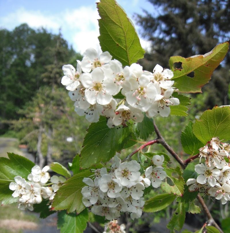 Black Hawthorn Builds A Dense Native Barrier