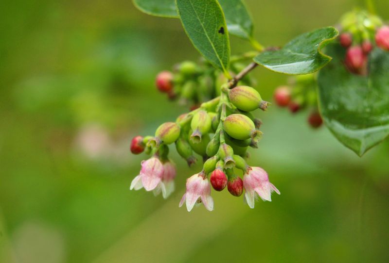 Black Huckleberry (Gaylussacia Baccata)