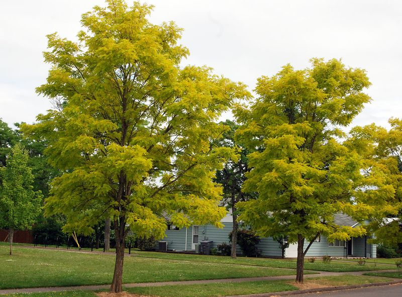 Black Locust Sends Up Suckers Near Structures