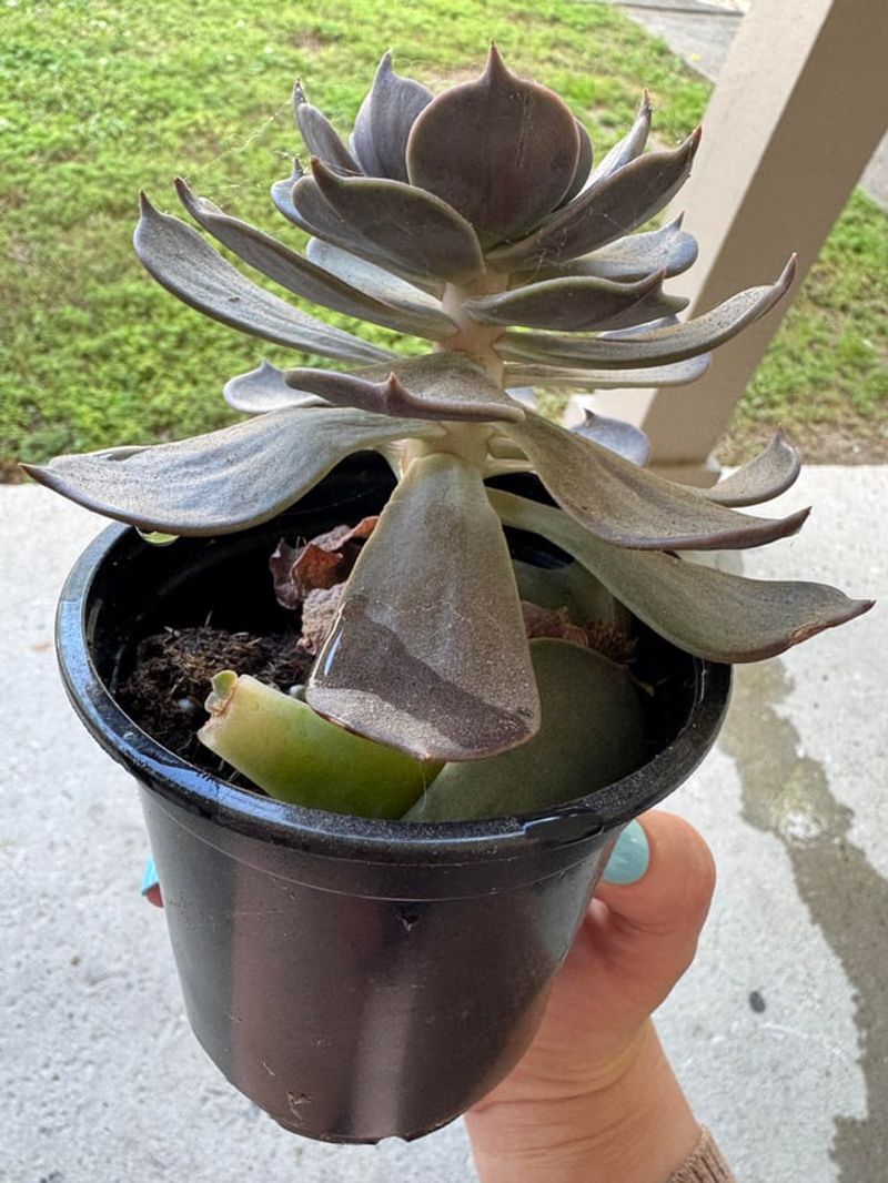 Black Pots Can Overheat Succulent Roots