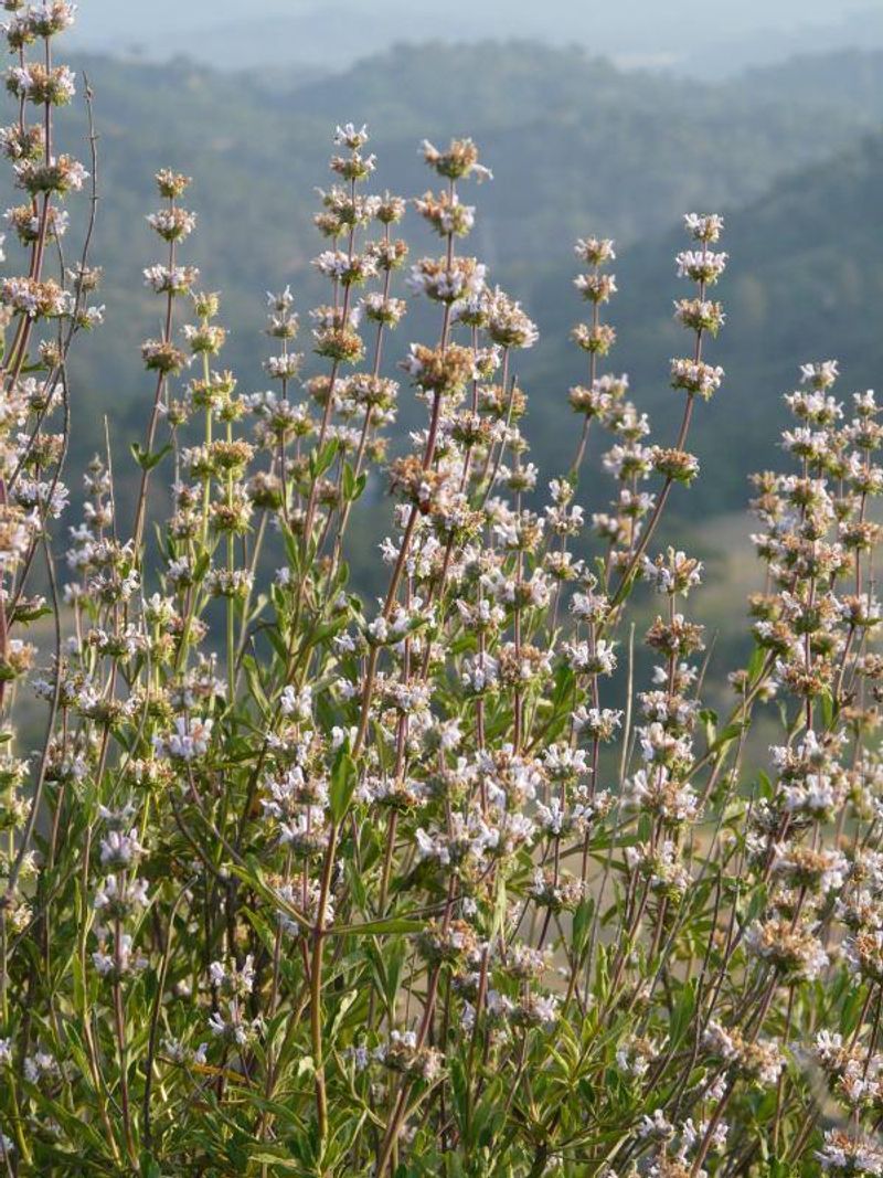 Black Sage