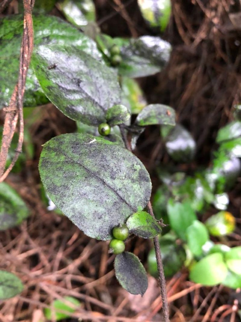 Black Sooty Mold On Leaves And Hard Surfaces