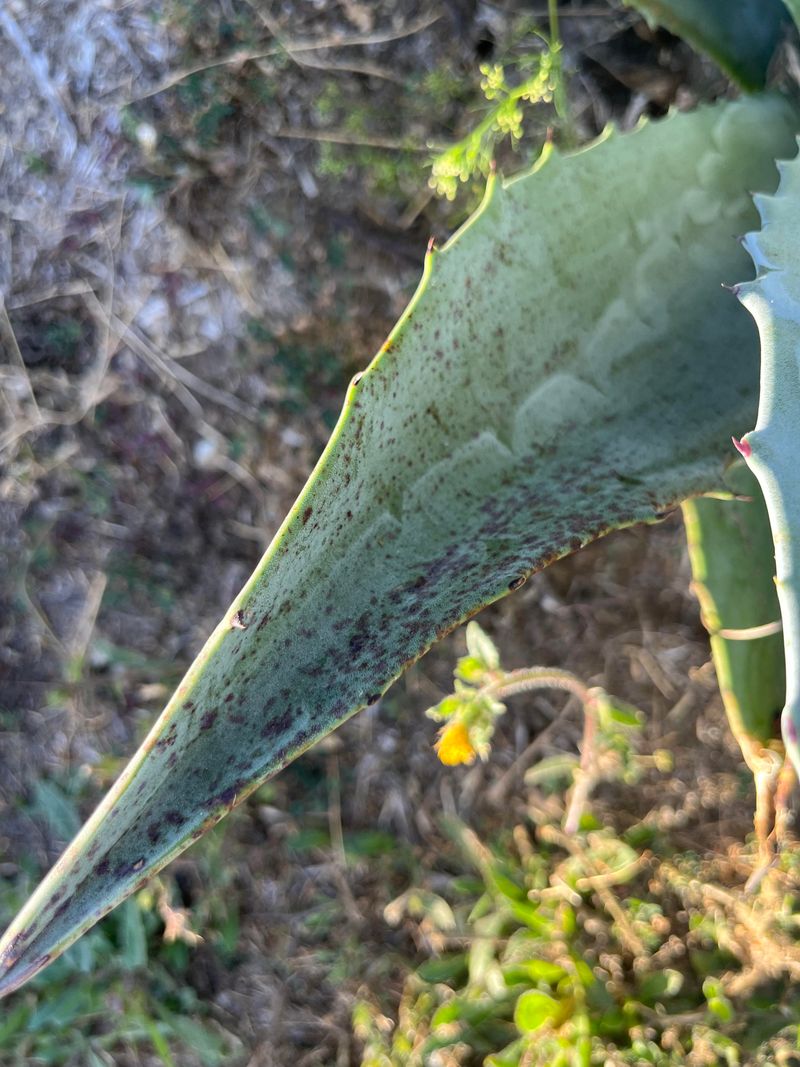 Black Spots Spread After Moisture Black Spots Spread After Moisture