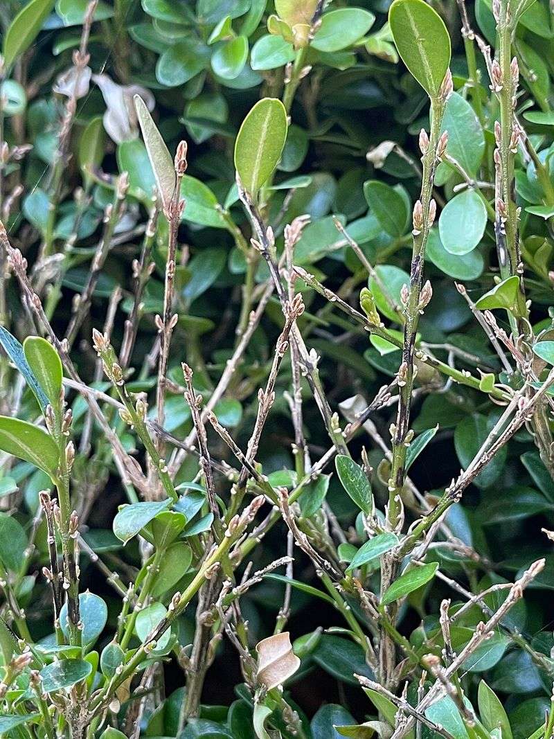Black Streaks On Stems Point To A Serious Infection