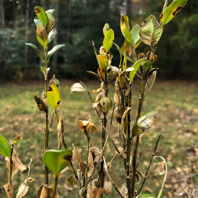 Black Streaks On Stems Black Streaks On Stems