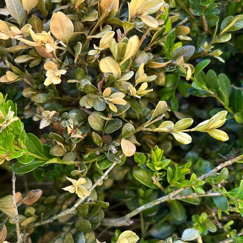 Black Streaks Or Cankers On Green Stems
