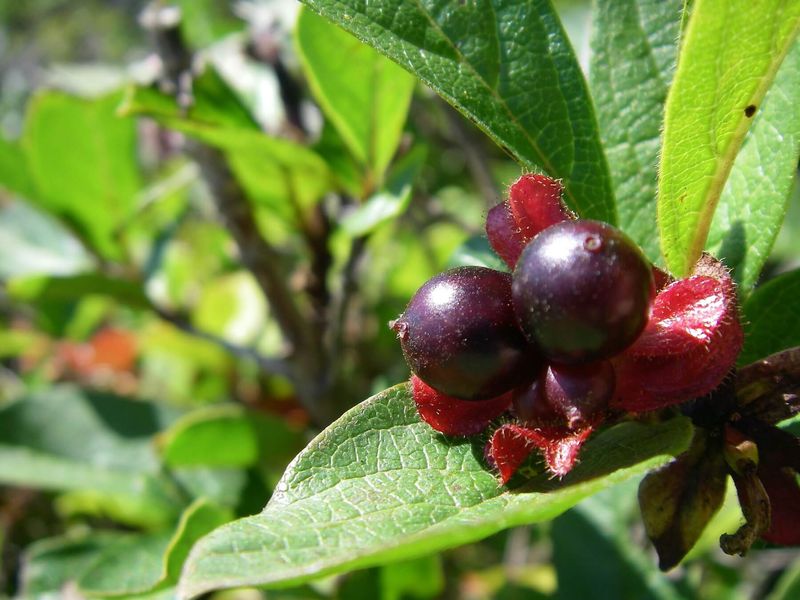 Black Twinberry Makes A Wildlife-Friendly Privacy Layer
