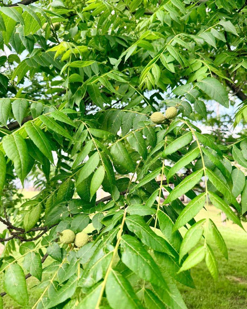 Black Walnut