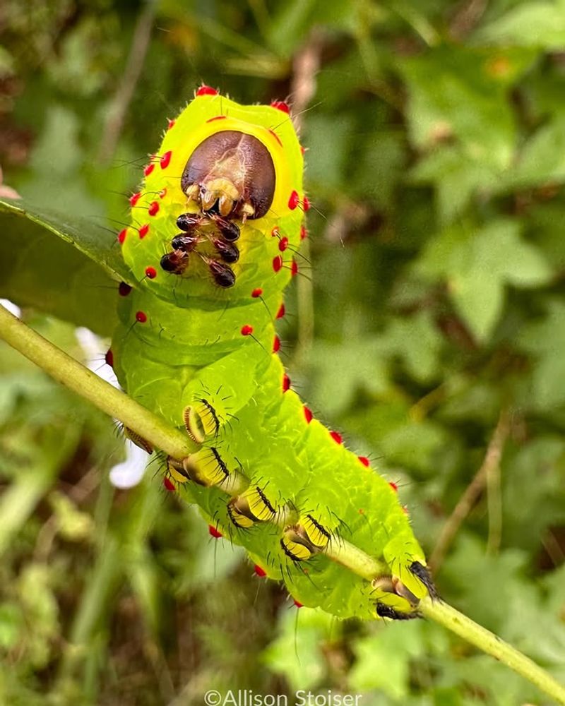 Black Walnut Gives Luna Moth Caterpillars The Leaves They Need
