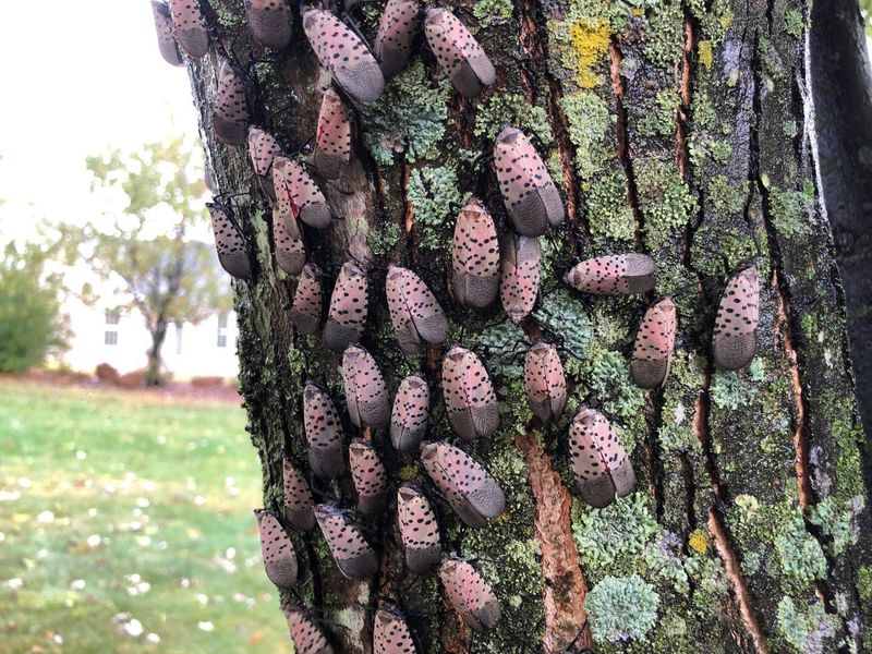 Black Walnut (Juglans Nigra) Black Walnut (Juglans Nigra)