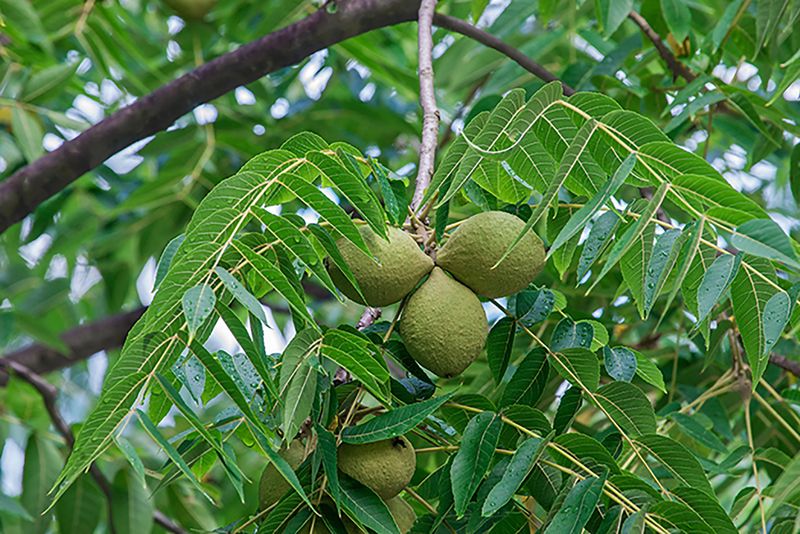 Black Walnut Rewards Patient Growers With Serious Harvests Black Walnut Rewards Patient Growers With Serious Harvests