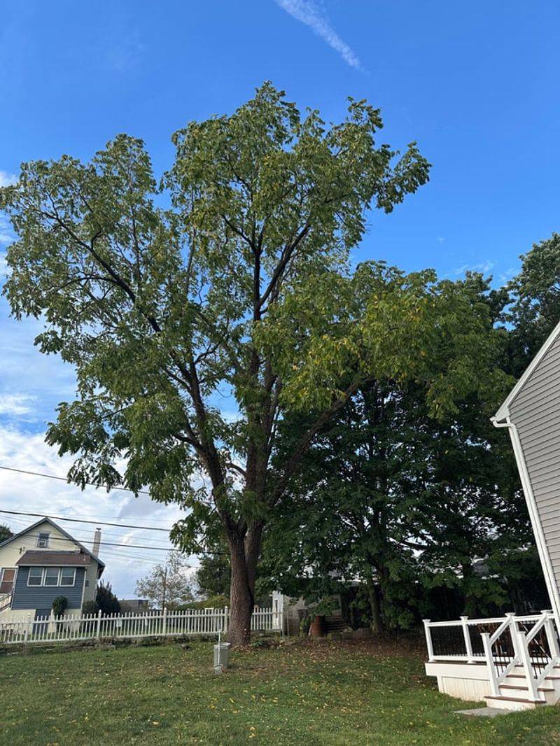 Black Walnut