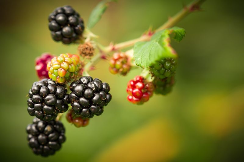 Blackberries Blackberries