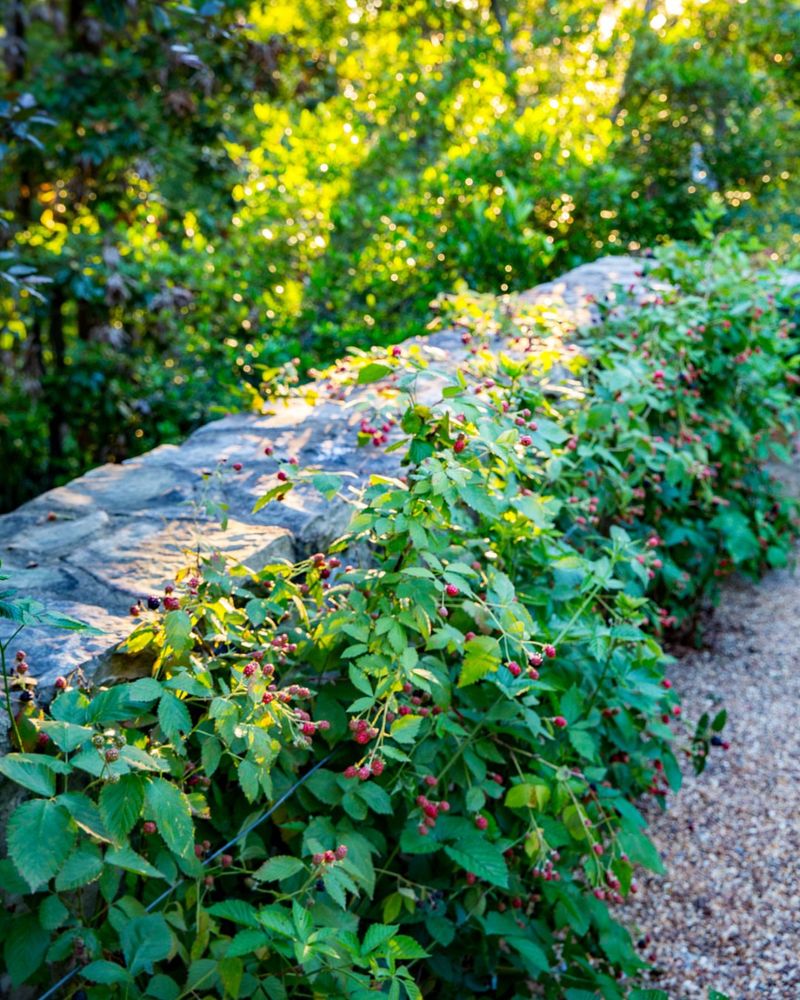 Blackberries Add Fruit Along Sunny Borders