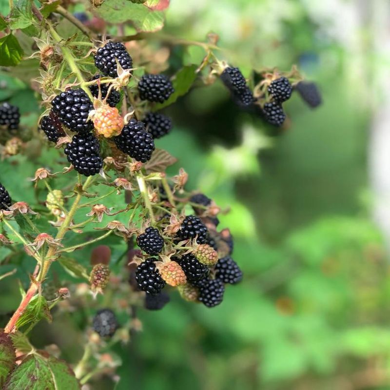 Blackberries Handle Heavier Soil Better Blackberries Handle Heavier Soil Better