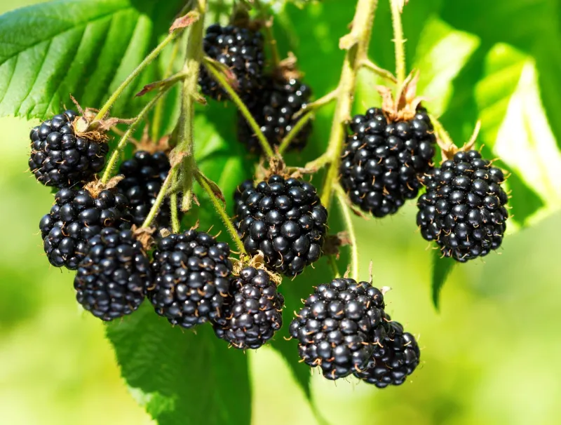 Blackberries (Rubus Fruticosus Varieties)