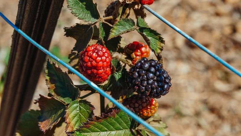Blackberries