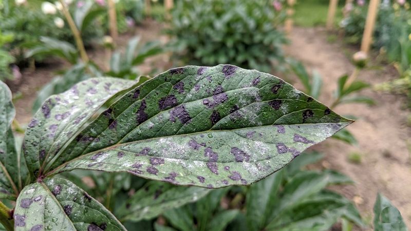 Blackened Or Water-Soaked Foliage