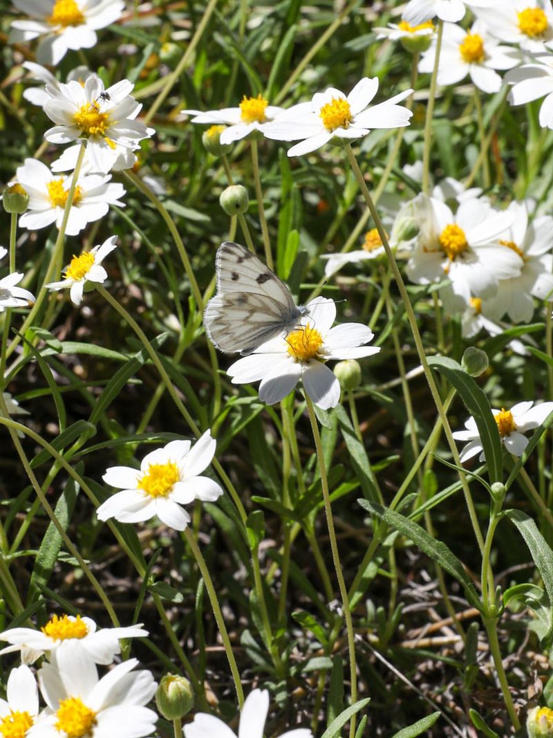Blackfoot Daisy Blackfoot Daisy